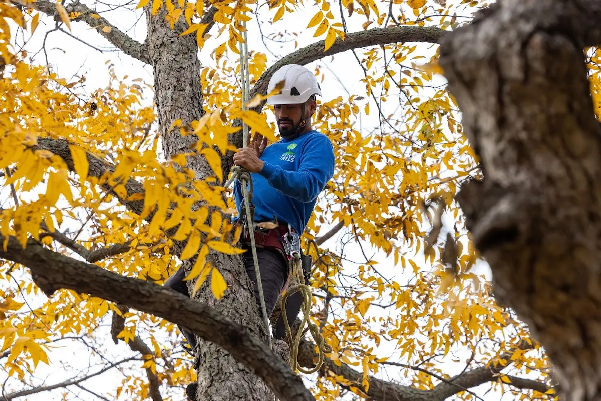 Skilled Tree Pruning crew working in Melville