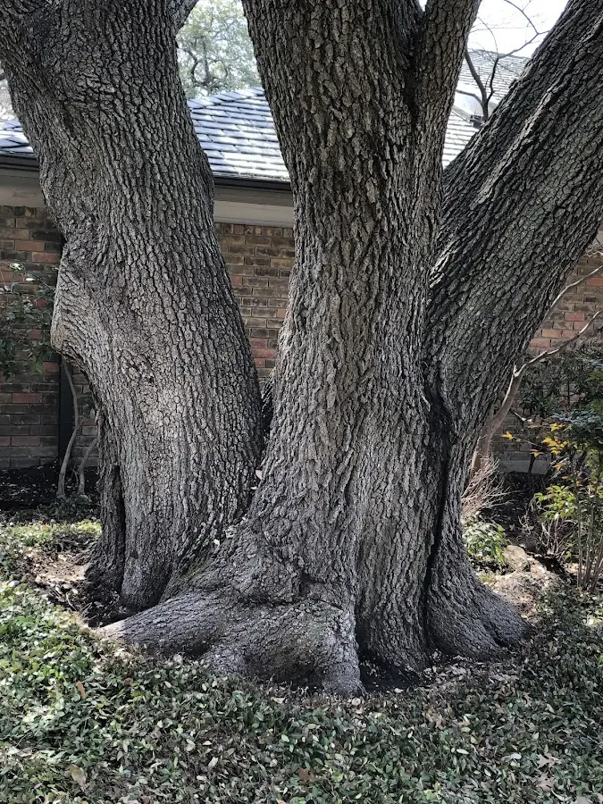 Mature heritage tree close to a Melville property cared for by certified arborists